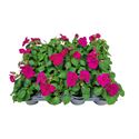 Afbeelding van Impatiens P9 Violet